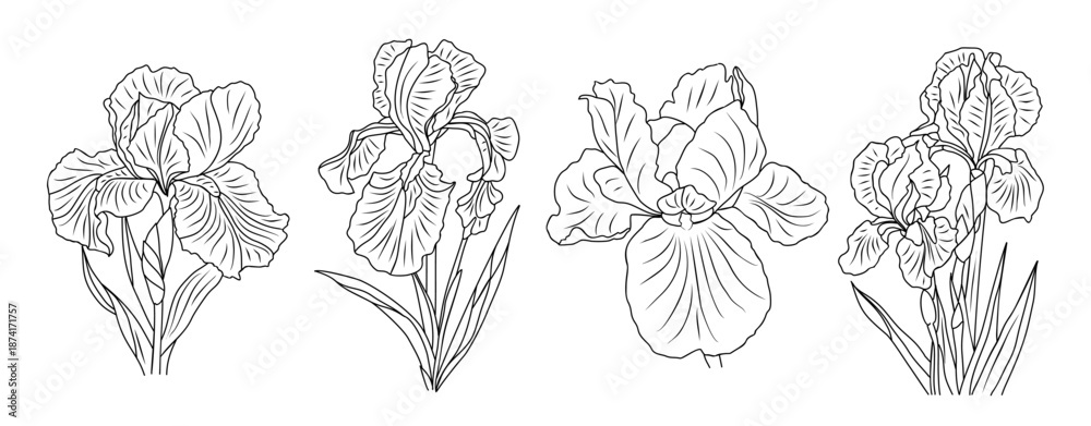 Fototapeta premium Black and white line art of four iris flowers in a symmetrical horizontal layout, featuring clean architectural lines and detailed botanical structure.
