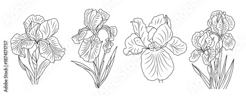 Black and white line art of four iris flowers in a symmetrical horizontal layout, featuring clean architectural lines and detailed botanical structure.