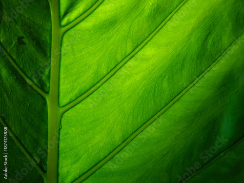 Symmetrical Veins of a Backlit Vibrant Green Leaf