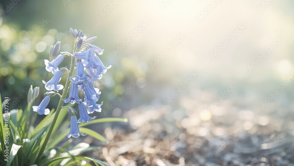 Obraz premium Cluster of bluebell flowers with cascading bell-shaped blooms in vivid blue, ideal for nature-themed layout