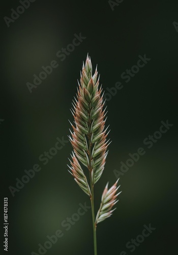 Macro shot of a single plant element in focus, utilizing shallow depth of field to create a soft, abstract, out-of-focus backdrop, modern, artistic, backdrop