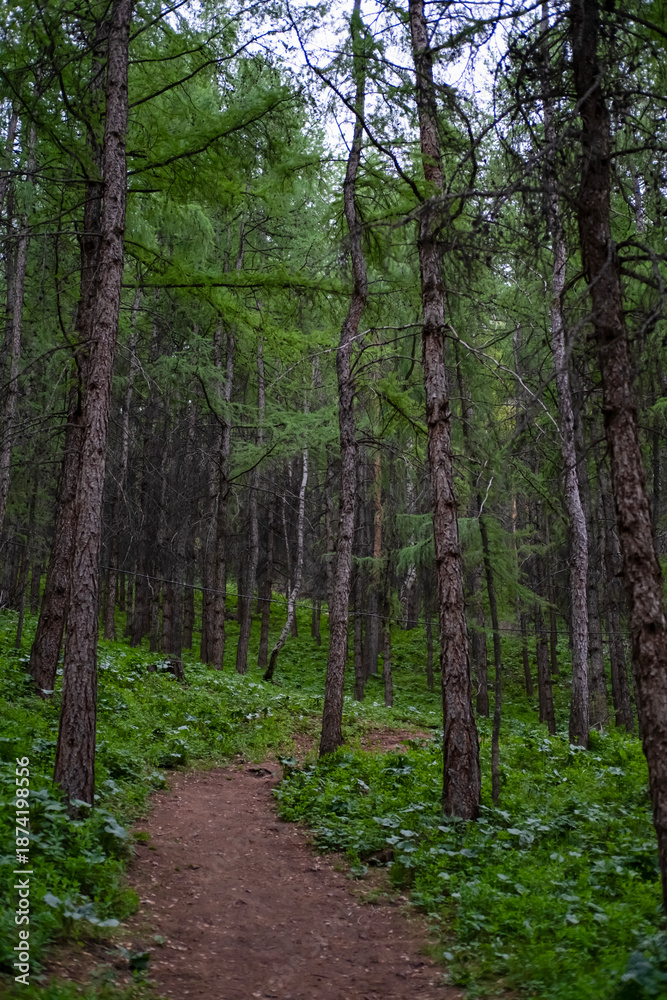 Fototapeta premium Dense forest trees on the edge of the forest