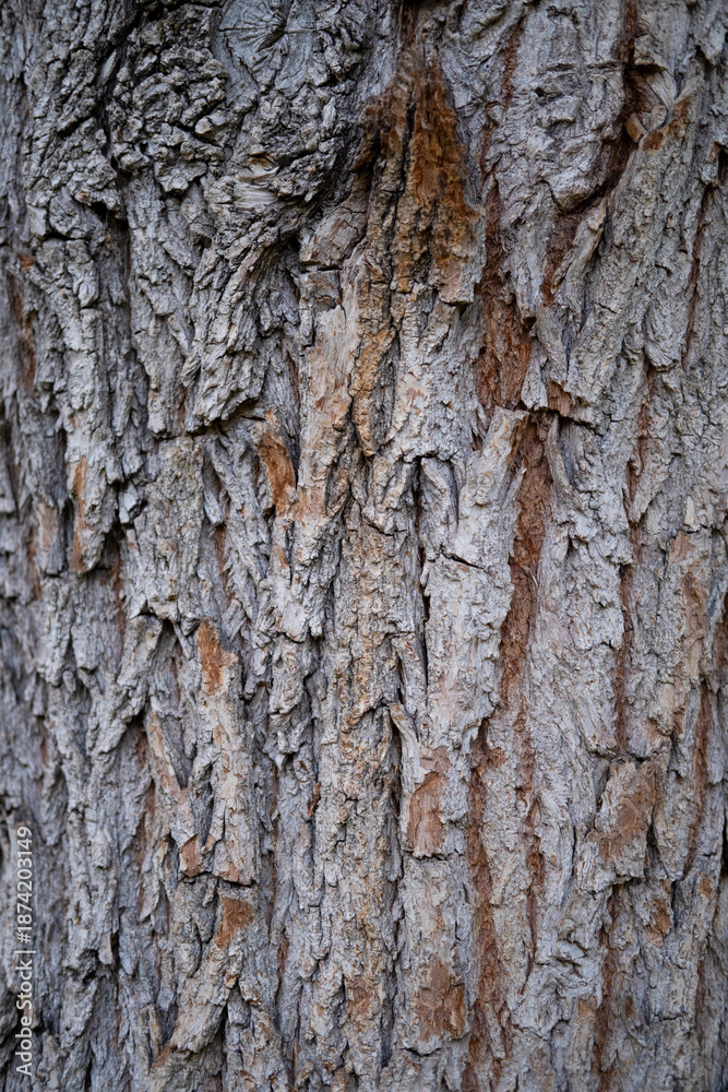 Fototapeta premium Oak tree bark background