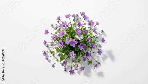 Group of violet Anemone hepatica with stems and leaves against a white background, suitable for garden catalog layout, Earth Day