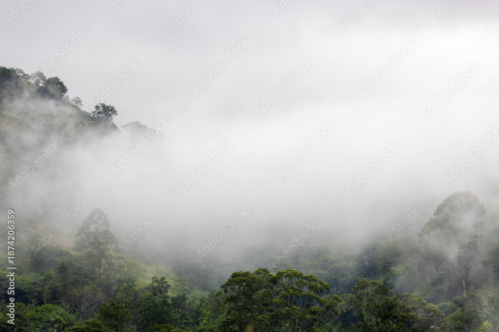 Fototapeta premium Misty Tropical Forest in the Hills of Sri Lanka