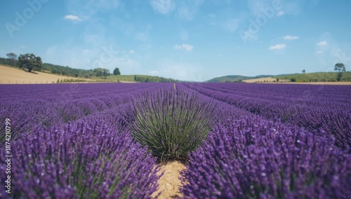 Lavender blossoms covering ...
