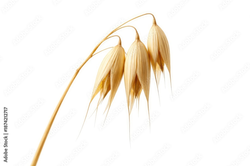 Fototapeta premium Macro shot of a single dried oat stalk with fine details against a plain white backdrop