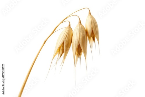 Macro shot of a single drie...