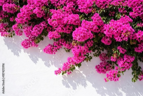 Pink bougainvillea flowers ...