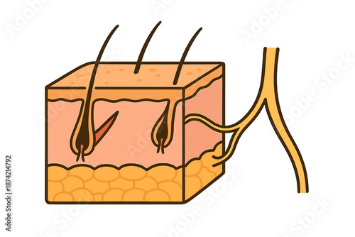 Detailed view of skin with hair follicles and nerves showing structure and function of human skin layers