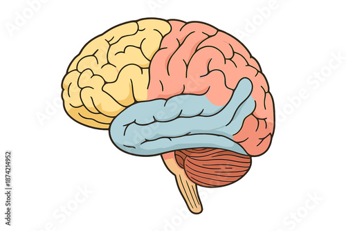 Understanding the human brain structure with labeled areas and regions for educational purposes