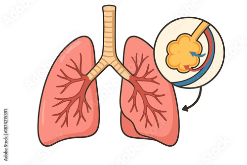 Diagram showing human lungs with detailed air flow and structure, useful for educational purposes and health studies
