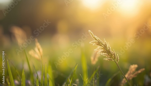 Wildflower meadow swaying i...