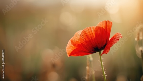 Red poppy flower in natural...
