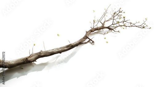 Isolated dry tree branch wi...