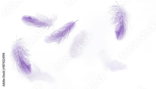 Downy purple bird feathers ...