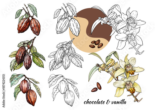 Vanilla orchid and cacao botanical set. Hand-drawn vanilla flowers, cocoa pods, beans, and leaves in vintage culinary style. Ingredient collection for baking, sweets, chocolate, food design.