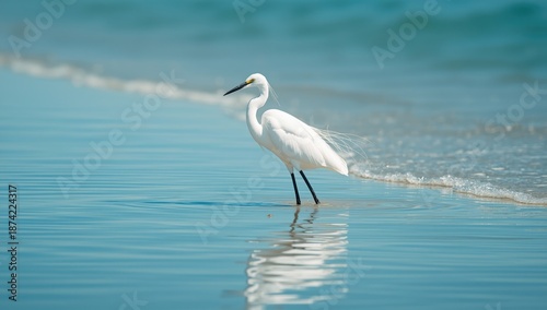 Snowy white egret standing ...