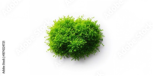 Close-up of damp moss with ...