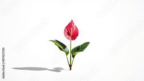 Flamingo flower, vibrant tr...