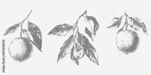 Sicilian lemons in a detailed citrus print, textured with subtle grain, speckled dust and faint stains for a fresh yet vintage Mediterranean atmosphere.