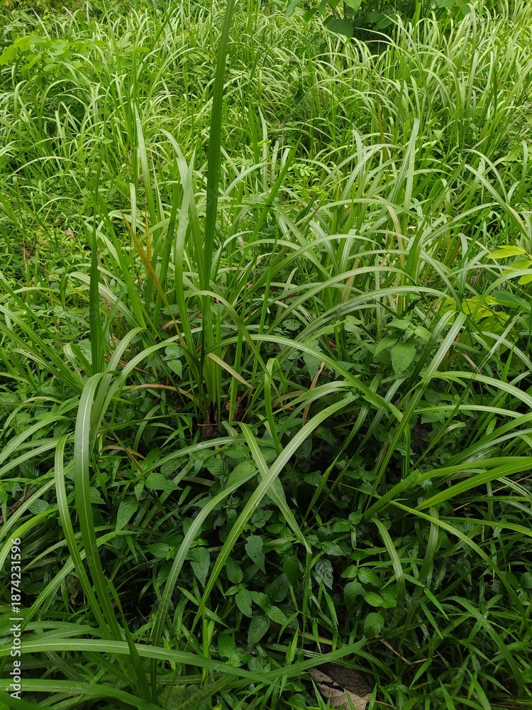 Obraz premium Lush, Vibrant Green Foliage Featuring Long, Slender Blades of Grass and Various Wet Leaves After a Rain Shower