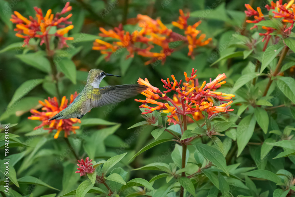 Obraz premium Hummingbird Hovering at Orange Firebush Flowers in Garden, Florida