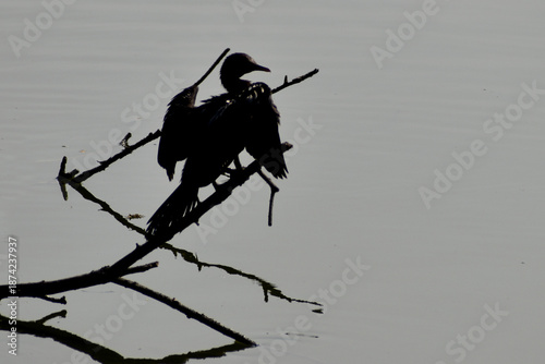 silhouette of a man