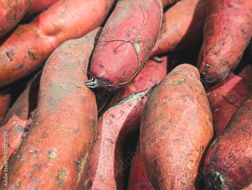 Raw sweet potatoes background. Close-up of organic red batat tubers texture