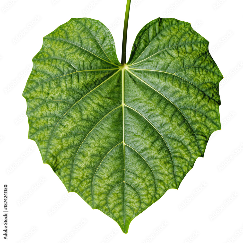 Obraz premium Single Green Leaf with Prominent Veins