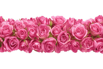 Pink rose border strip with clustered blooms as a floral frame edge isolated on transparent background.
