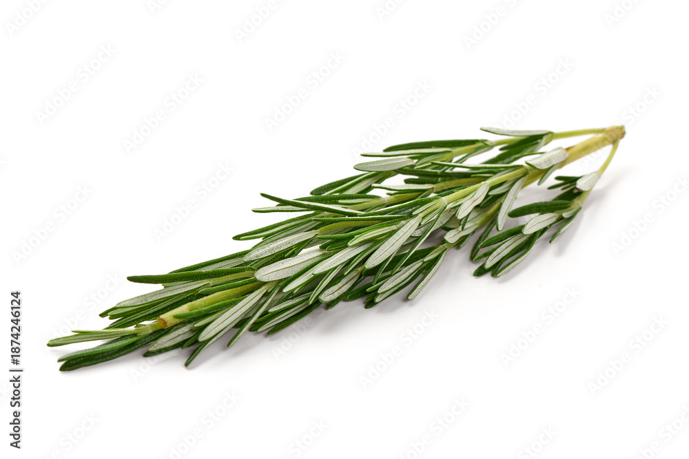 Fototapeta premium Rosemary sprig, isolated on white background