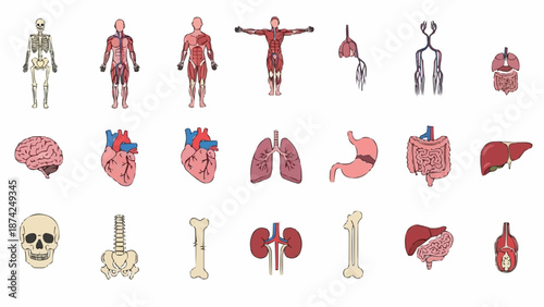 Collection of Human Anatomy Illustrations and Diagrams.