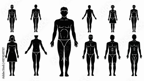 Collection of Human Body Silhouettes for Medical and Anatomical Illustration.