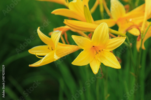 Golden Yellow Daylily 