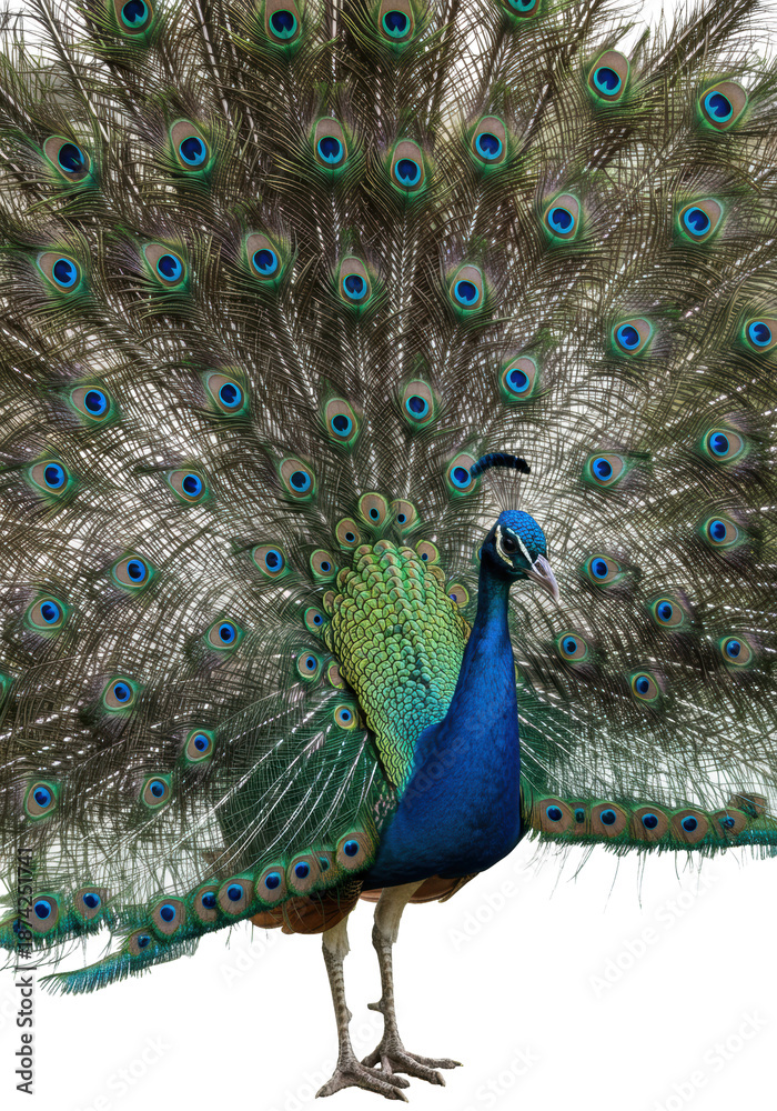 Obraz premium A majestic adult male peacock (Pavo cristatus) with iridescent blue, green, and gold plumage, a vibrant fanned tail, on a transparent background with copy space, concept of majestic wildlife