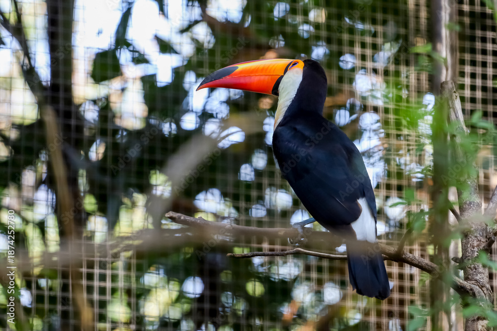 Fototapeta premium The toco toucan bird on the wood tree