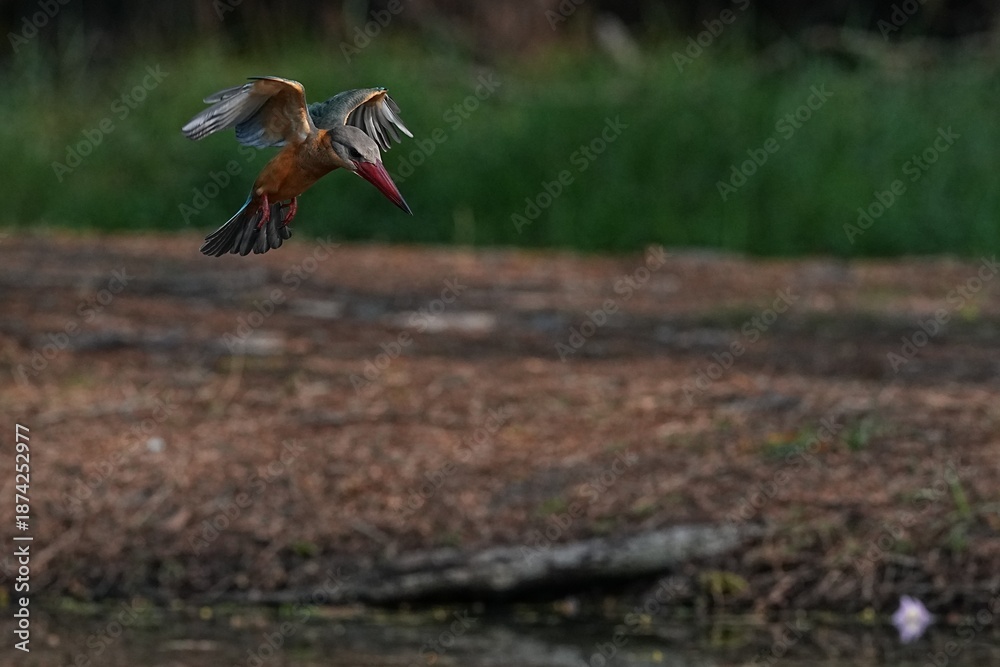 Obraz premium The common kingfisher inhabits the wild in public parks of Thailand.