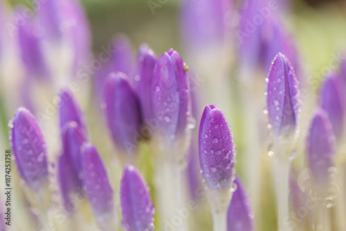 Tableau sur toile A flower bed full of crocuses, crocuses with water droplets, purple-blue crocuse