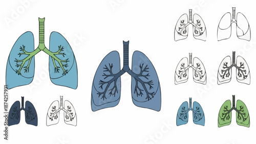 Human Lungs Anatomy Illustration Set.
