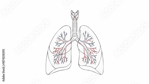 Human Respiratory System Lungs Bronchi Trachea Anatomy Illustration.