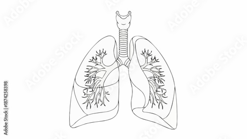 Human Respiratory System Lungs Bronchi Trachea Anatomy.