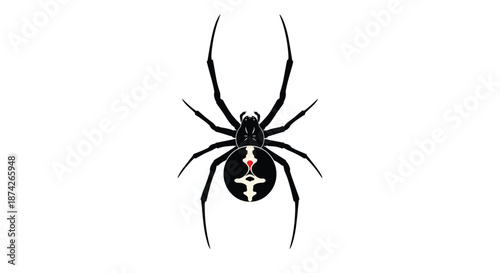 Detailed top view illustration of a black widow spider showing the distinctive red hourglass mark on its abdomen for educational use.