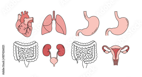 Set of human internal organs icons including heart, lungs, stomach, kidneys, intestines, and reproductive system for medical education.