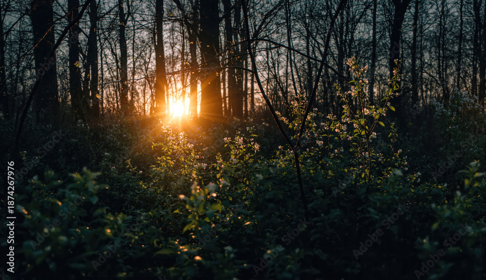 Obraz premium Sunlit Spring Forest at Dusk Silhouette Trees, Warm Golden Light, Bare Branches, White Wildflowers, Tranquil Nature Scene