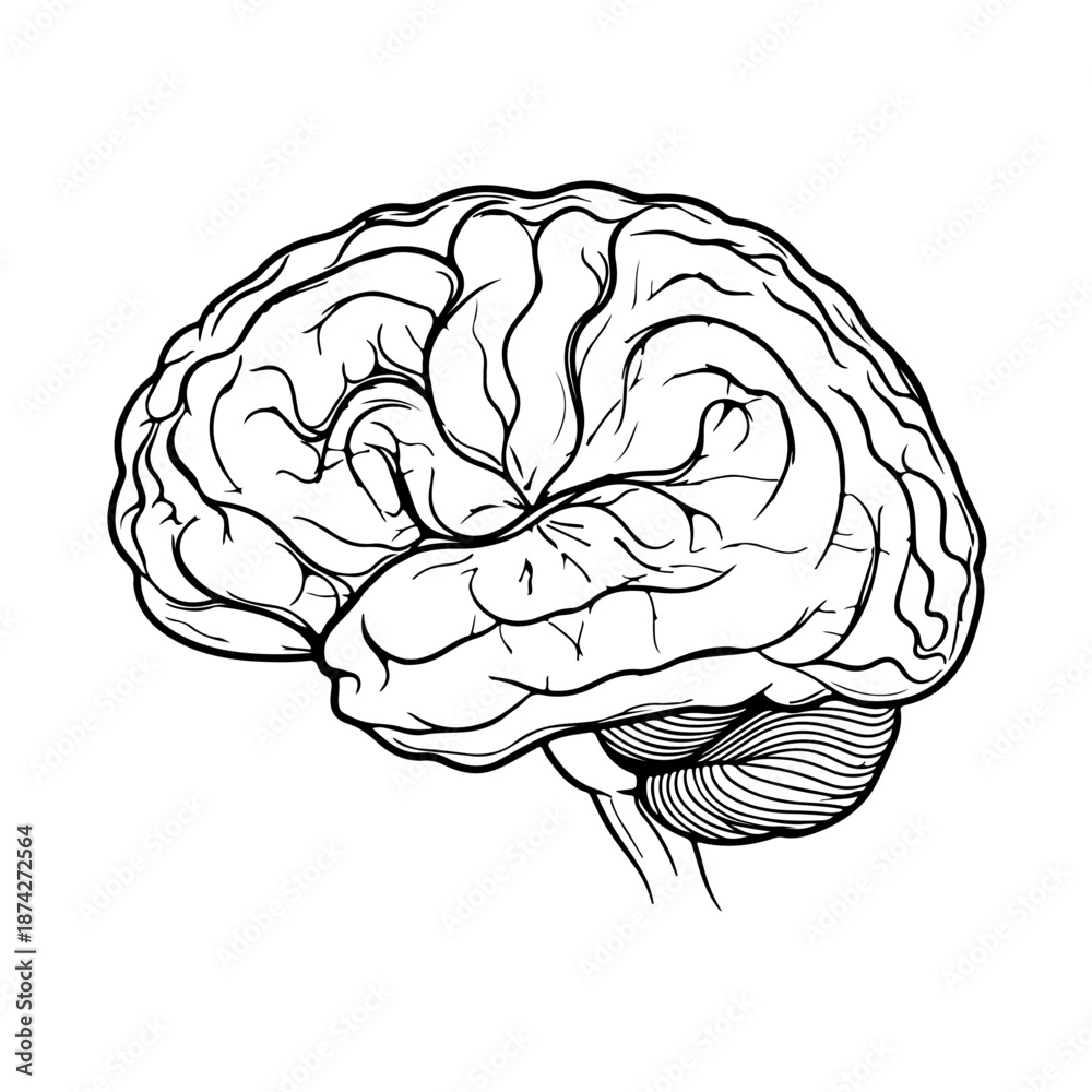 Fototapeta premium A detailed black and white illustration of a human brain, highlighting its intricate folds and structures. The image emphasizes the cerebral cortex and other key features of the brain.