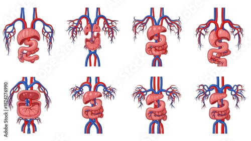 Anatomical illustrations of human torso with arteries and veins on white background