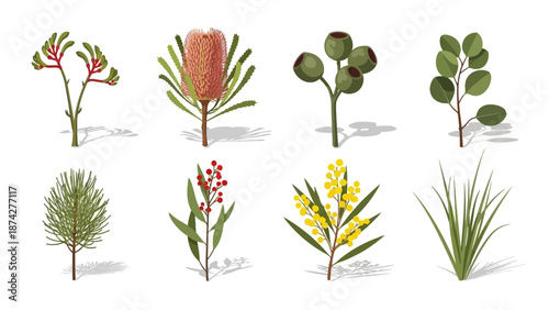 Flat lay illustration of various Australian native plants on white background