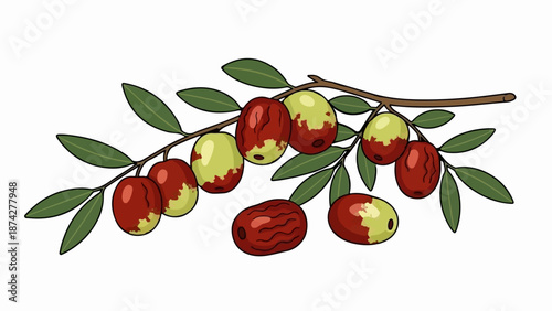 Stylized illustration of a branch with ripening fruits and green leaves against a white background