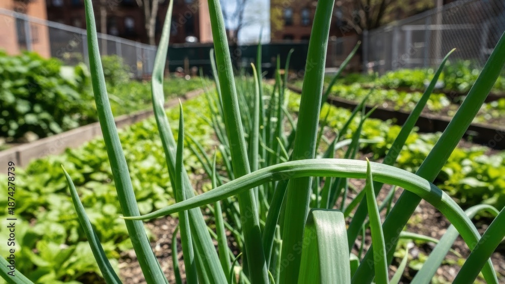 Obraz premium Fresh green onion plants growing in a raised garden bed with blurred background. Urban gardening concept for healthy eating and community farming.